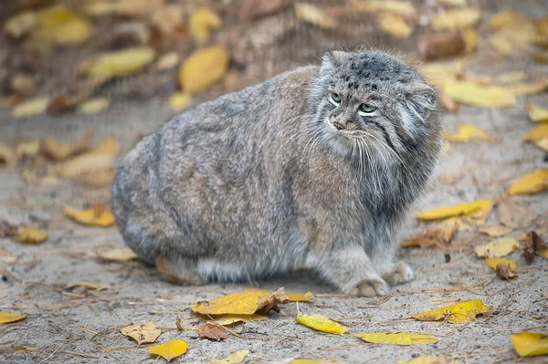 Мартин кіт (Otocolobus manul) — стокове фото