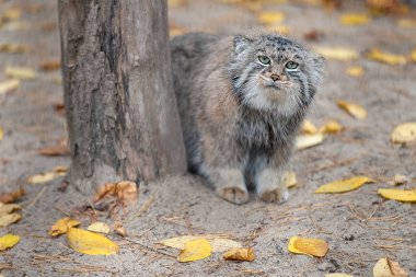 Pallas kedisi (Otocolobus manul)