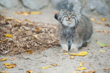 Pallas kedisi (Otocolobus manul)