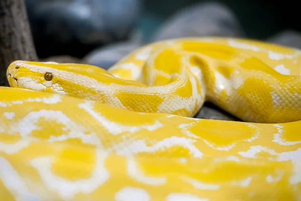 Close up de Big Python regius ou Royal Python — Fotografia de Stock