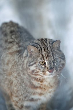 Leopar bengal kedisi. Prionailurus Felis bengalensis euptilura