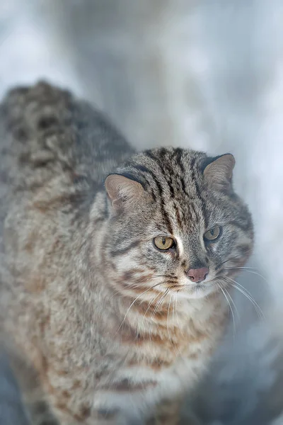 Leopárd bengáli macska. Prionailurus Felis bengalensis euptilura Nincs magyar neve — Stock Fotó