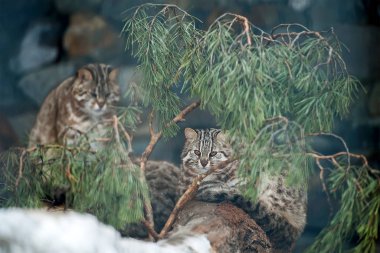 Leopar bengal kedisi. Prionailurus Felis bengalensis euptilura