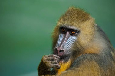 Mandrill 'in portresi, Mandrillus Sfenks, eski dünya maymun ailesinin primatı.