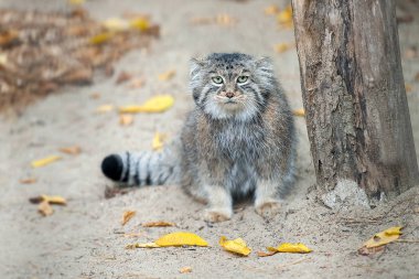 Pallas 'ın kedisi (Otocolobus manul). Manul, Orta Asya 'nın otlaklarında ve dağlık bozkırlarında yaşamaktadır. Kumun üzerindeki sevimli tüylü yetişkin manulunun portresi. Avlanma içgüdüsü