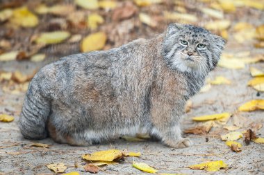 Pallas cat (Otocolobus manul). Manul, Orta Asya 'nın otlaklarında ve dağlık bozkırlarında yaşamaktadır. Kumun üzerindeki sevimli tüylü yetişkin manulunun portresi. Avlanma içgüdüsü