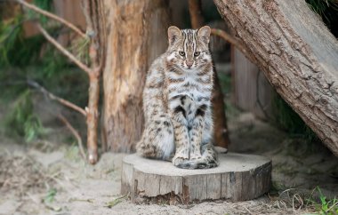 Leopar bengal kedisi. Prionailurus Felis bengalensis euptilura - tropikal yağmur ormanlarında yaşayan vahşi bir hayvan, Güneydoğu Asya. Küçük kaplan memelisi