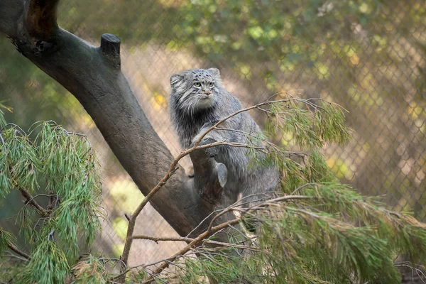 Pallas Macskája Otocolobus Manul Manul Közép Ázsia Legelőin Montane Sztyeppjein — Stock Fotó