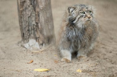 Tatlı bir Manul portresi (Pallas 'ın kedisi veya Otocolobus manul). Vahşi kedi kumların üzerinde oturuyor.