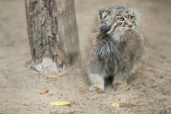 Портрет Одного Милого Манула Кот Палласа Otocolobus Manul Дикая Кошка — стоковое фото