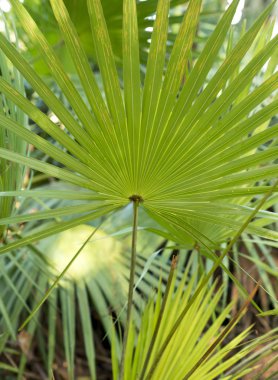 Çizgili palmiye yaprağı soyut yeşil doku arka plan
