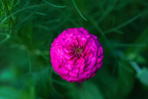 Bahçedeki yaygın mor zinya