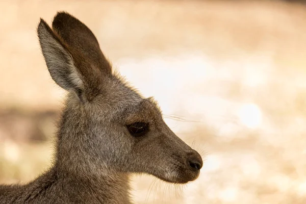 Kanguru Joey uzaktan bakıyor.  
