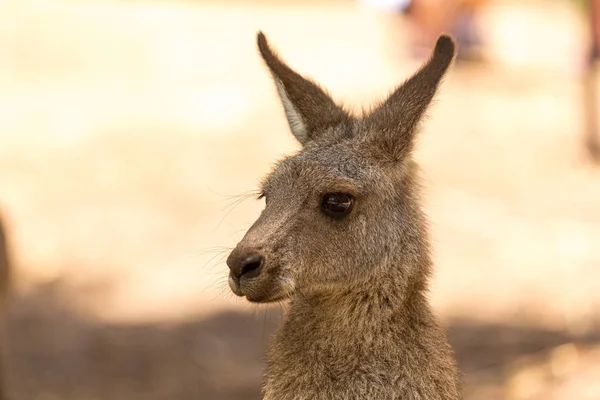 Söt känguru joey i en park — Stockfoto