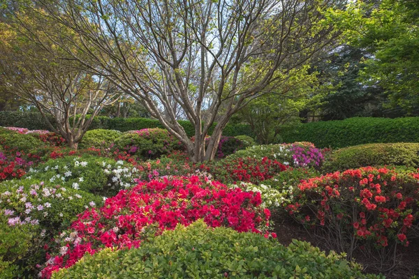 Japon bahçelerindeki güzel çiçekler Toowoomba, Avustralya