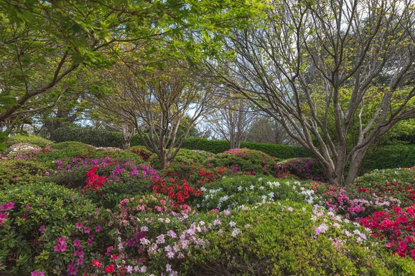 Beautiful flowers and trees in the japanese gardens toowoomba , — 图库照片