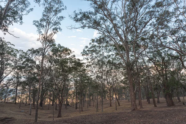 Árvores grandes em Toowoomba património-listado Ponto de piquenique — Fotografia de Stock