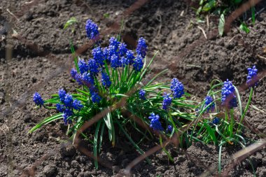 Mavi çiçekler yazlık evde yetişir.