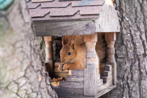 Eichhörnchen Auf Einem Baum Und Ihrem Haus — Stockfoto