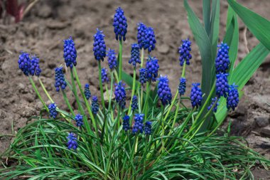 Mavi çiçekler yazlık evde yetişir.