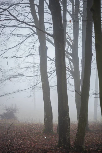 Fog mystic in the forest