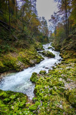 Hırvatistan 'ın Plitvice Jezera Parkı' ndaki orman nehri.