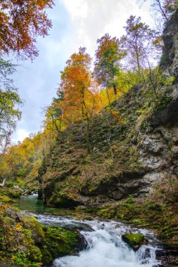 Hırvatistan 'ın Plitvice Jezera Parkı' ndaki orman nehri.