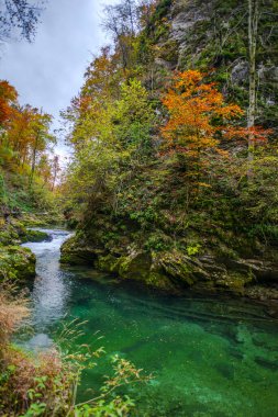 Hırvatistan 'ın Plitvice Jezera Parkı' ndaki orman nehri.