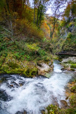 Hırvatistan 'ın Plitvice Jezera Parkı' ndaki orman nehri.