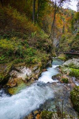 Hırvatistan 'ın Plitvice Jezera Parkı' ndaki orman nehri.
