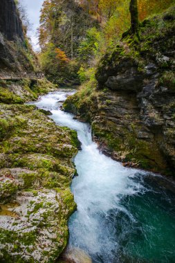 Hırvatistan 'ın Plitvice Jezera Parkı' ndaki orman nehri.