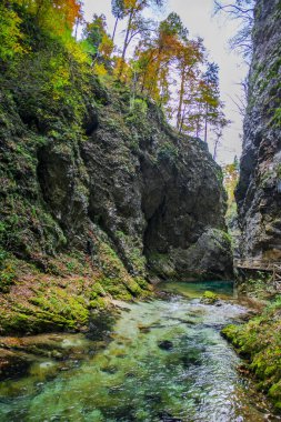 Hırvatistan 'ın Plitvice Jezera Parkı' ndaki orman nehri.