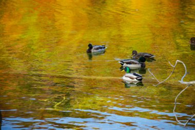 Hırvatistan 'ın Plitvice Jezera Parkı' nda gölette yüzen ördekler.