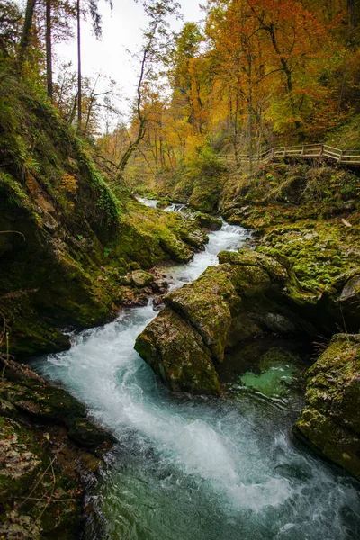 Skogsfloden Plitvice Jezera Park Kroatien — Stockfoto