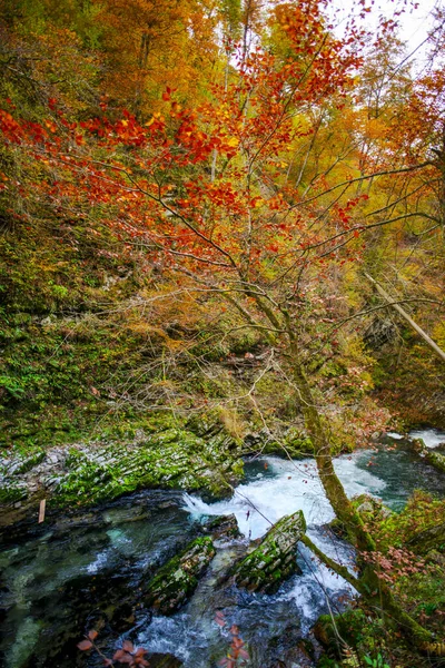 Río Del Bosque Parque Plitvice Jezera Croacia — Foto de Stock