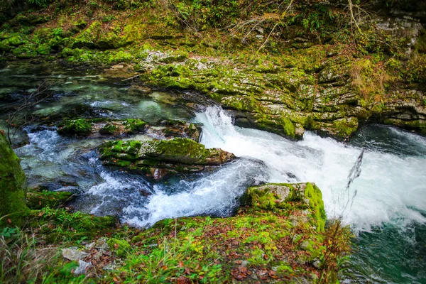 Skogsfloden Plitvice Jezera Park Kroatien — Stockfoto