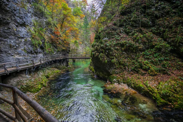 Лесная Река Плитвицком Парке Езера Хорватия — стоковое фото