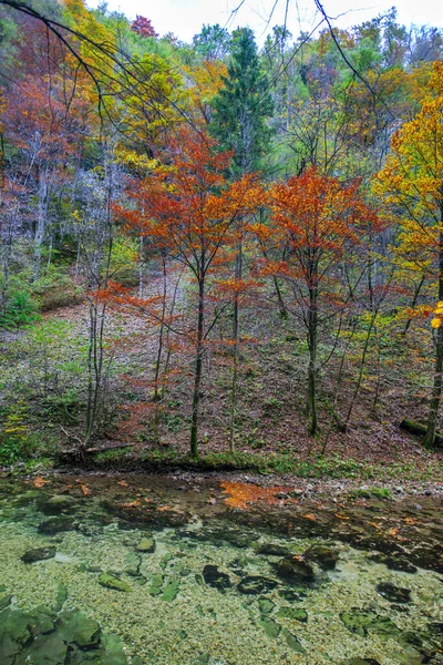 克罗地亚Plitvice Jezera公园的森林河流 — 图库照片