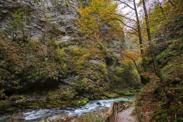 Forest River Plitvice Jezera Park Croatia — Stock Photo, Image