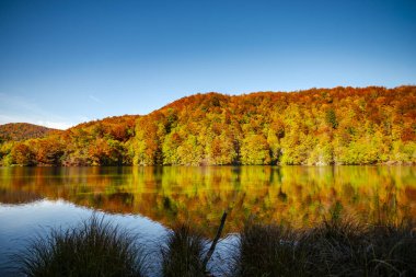 Hırvatistan 'ın Plitvice Jezera Parkı' nda gölet.