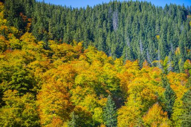 Hırvatistan 'ın Plitvice Jezera Parkı manzarası.