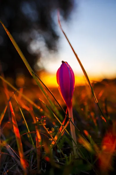 Puesta Sol Sobre Campo Otoñal — Foto de Stock