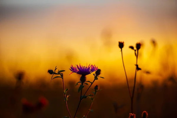 Puesta Sol Sobre Campo Otoñal — Foto de Stock