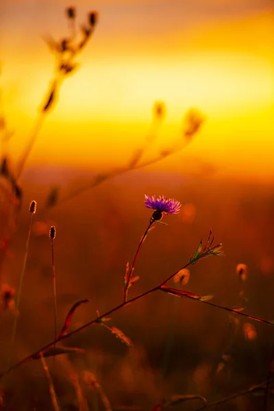 Puesta Sol Sobre Campo Otoñal — Foto de Stock