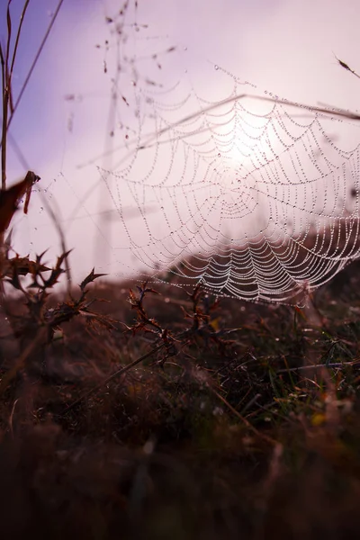 Pânză Păianjen Picături Apă Câmp Toamnă — Fotografie, imagine de stoc