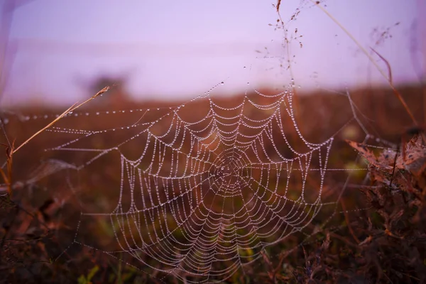 Pânză Păianjen Picături Apă Câmp Toamnă — Fotografie, imagine de stoc