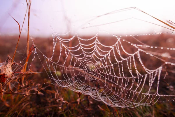 Pânză Păianjen Picături Apă Câmp Toamnă — Fotografie, imagine de stoc