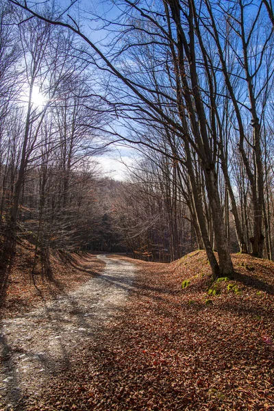 stock image Autumnal forest with bare trees