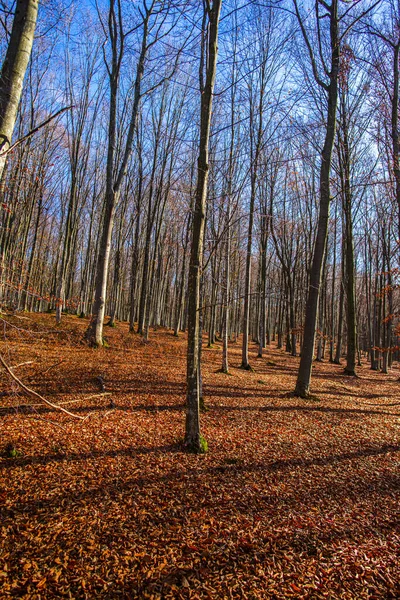 裸の木が紅葉の森 — ストック写真