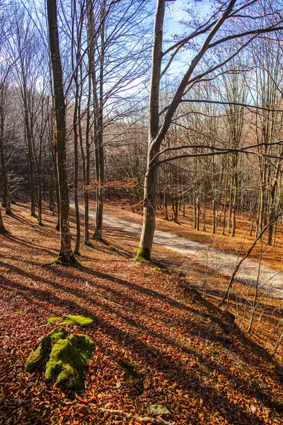 裸の木が紅葉の森 — ストック写真